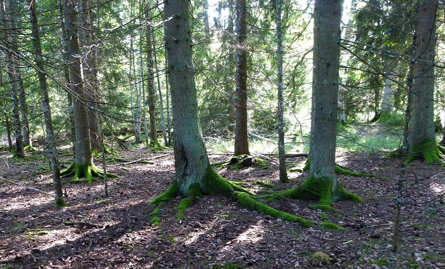 Viruna Farm Kiraste Buitenkant foto