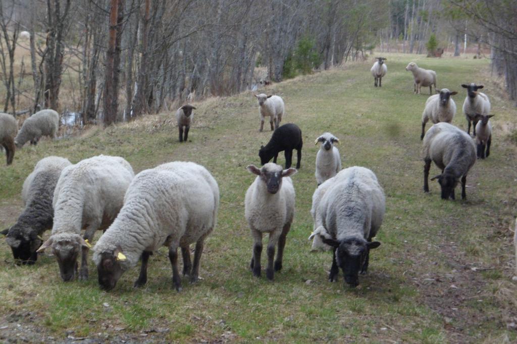 Viruna Farm Kiraste Buitenkant foto