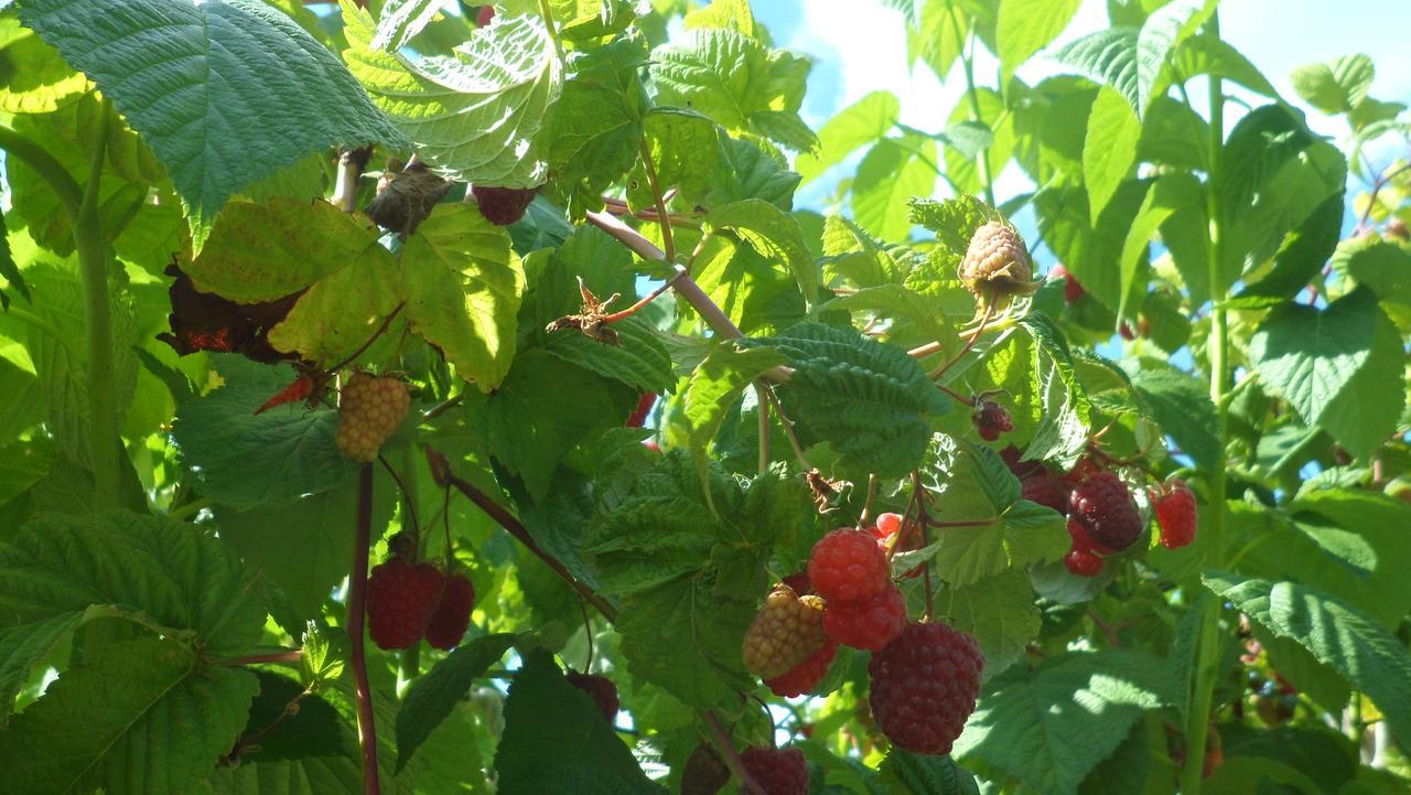 Viruna Farm Kiraste Buitenkant foto